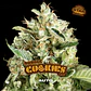 Double Cookies Auto X2 - BSF Seeds - Miniatura 1