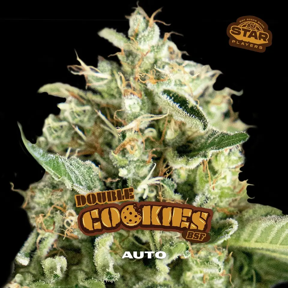Double Cookies Auto X2 - BSF Seeds 1
