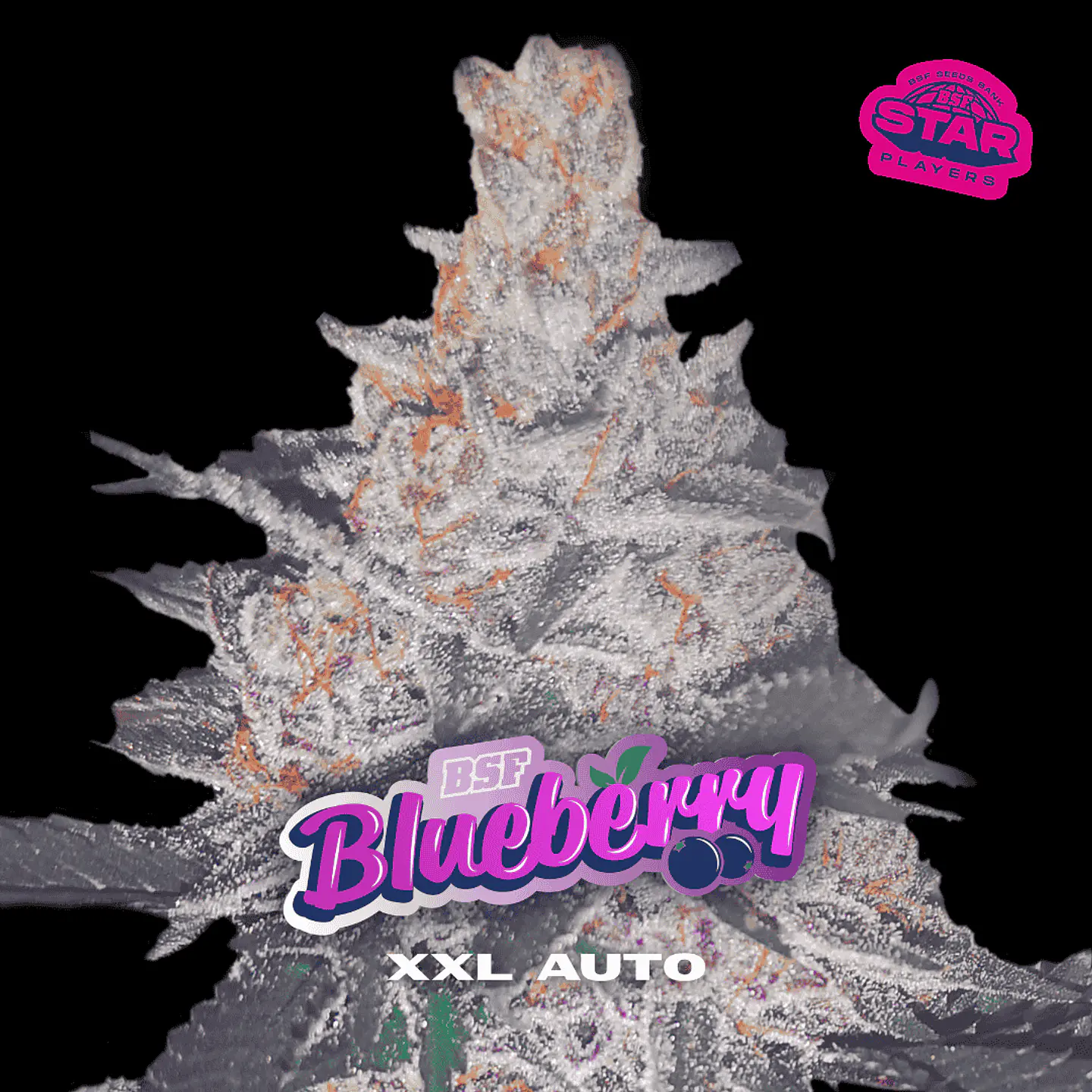 BlueBerry XXL Auto X2 - BSF Seeds 1