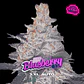 BlueBerry XXL Auto X2 - BSF Seeds - Miniatura 1