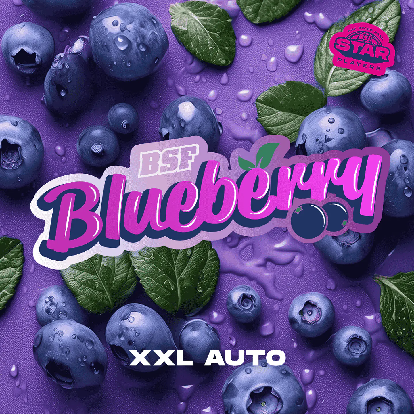 BlueBerry XXL Auto X2 - BSF Seeds 2