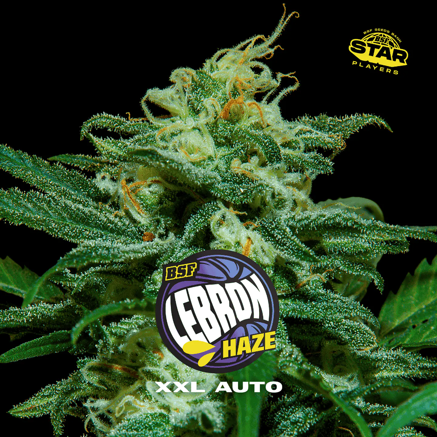 Lebron Haze XXL Auto X2 - BSF Seeds 1