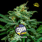 Lebron Haze XXL Auto X2 - BSF Seeds - Miniatura 1