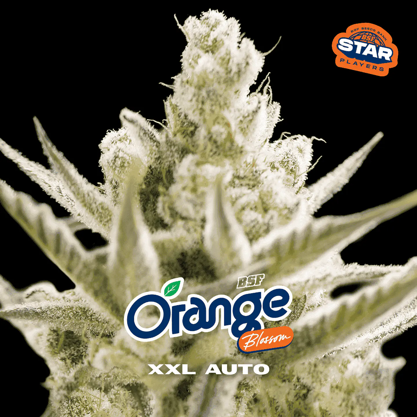 Orange Blossom XXL Auto X2 - BSF Seeds 1