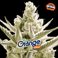 Orange Blossom XXL Auto X2 - BSF Seeds - Miniatura 1