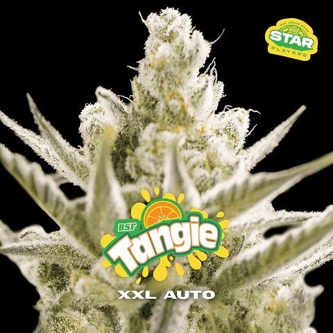 Tangie XXL Auto X2 - BSF Seeds
