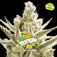 Tangie XXL Auto X2 - BSF Seeds - Miniatura 1