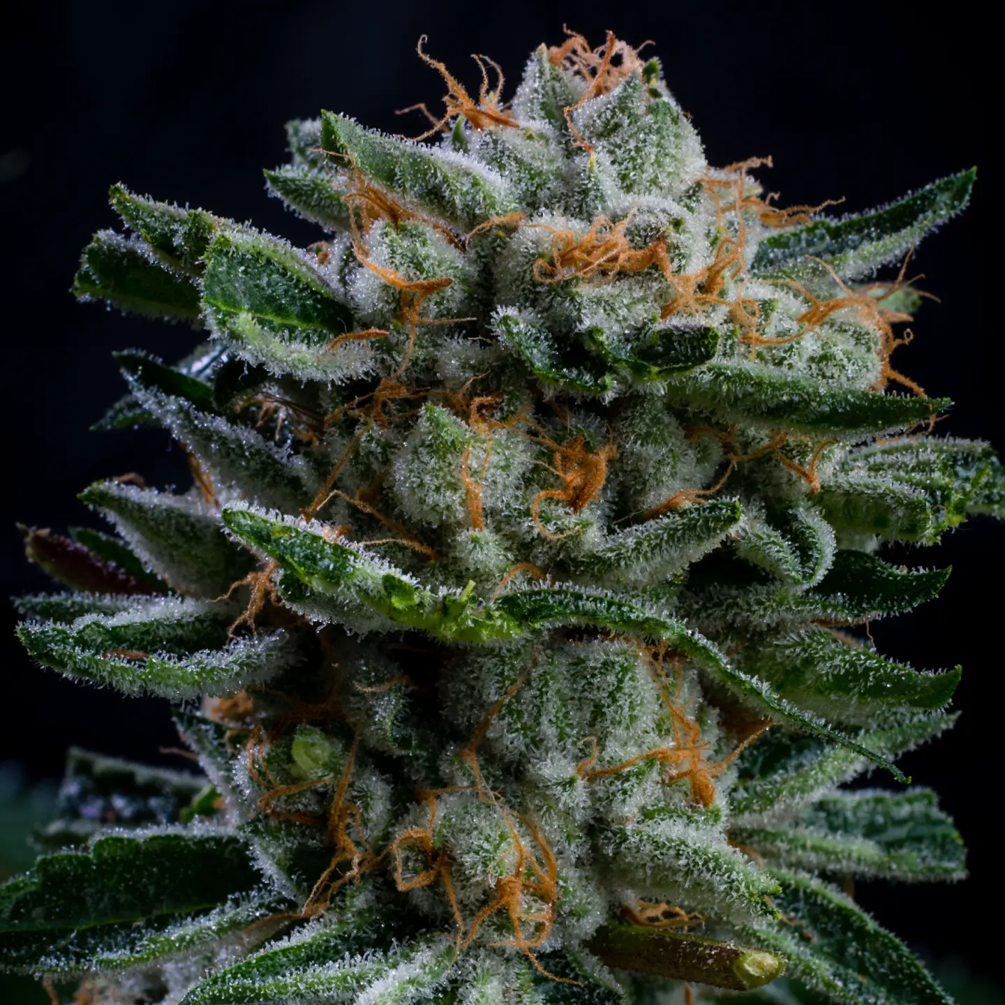Gorilla Piña GK Auto X2 - BSF Seeds 2