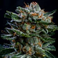 Gorilla Piña GK Auto X2 - BSF Seeds - Miniatura 2