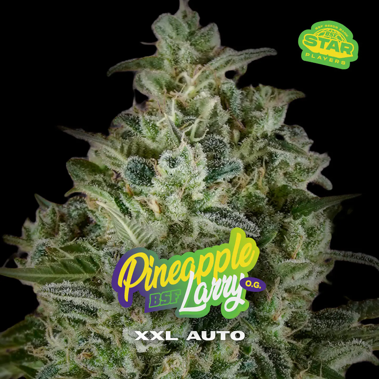 Pineapple Larry OG XXL Auto X2 - BSF Seeds 1