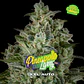 Pineapple Larry OG XXL Auto X2 - BSF Seeds - Miniatura 1