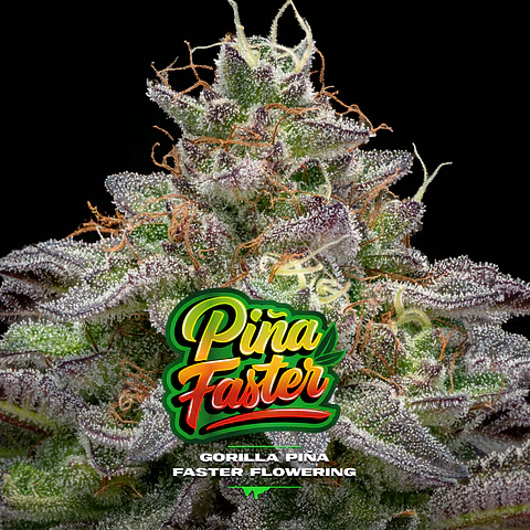 Gorilla Piña Faster GK - BSF Seeds