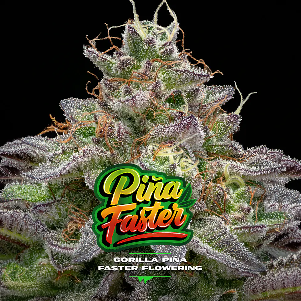 Gorilla Piña Faster GK - BSF Seeds 1