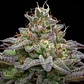Gorilla Piña Faster GK - BSF Seeds - Miniatura 2