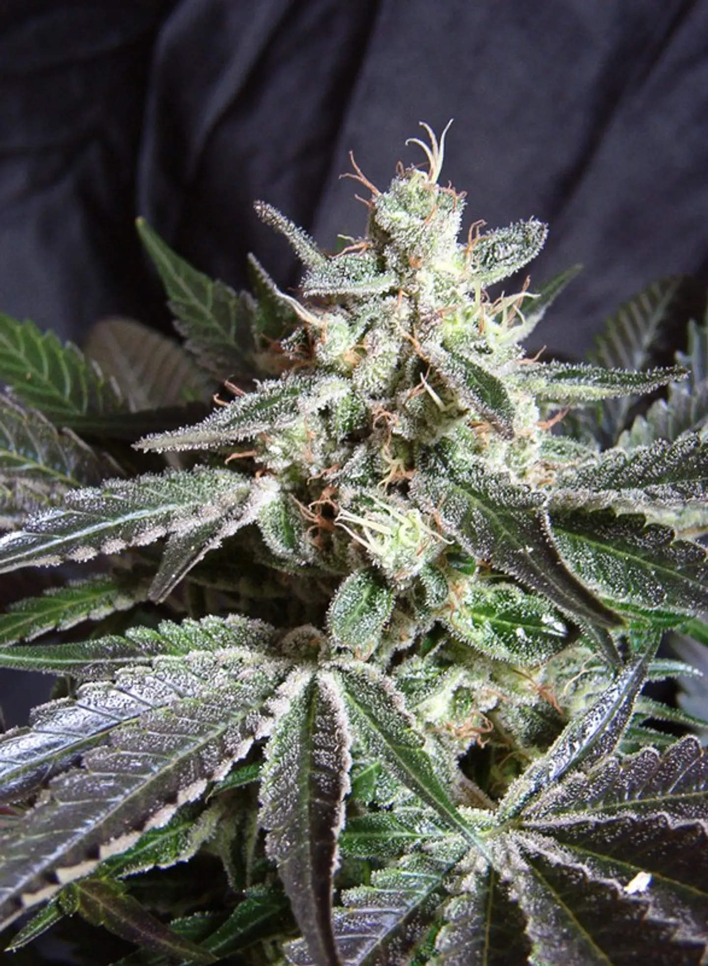 Black Jack Feminizada 3+1 – Sweet Seeds 1