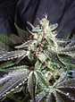 Black Jack Feminizada 3+1 – Sweet Seeds - Miniatura 1