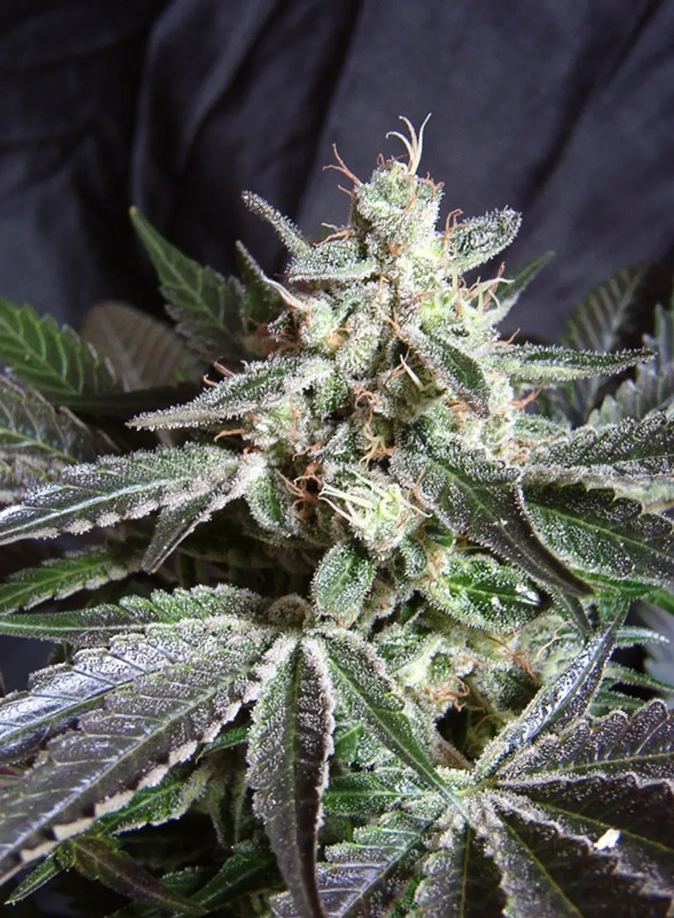 Black Jack Feminizada 3+1 – Sweet Seeds 1