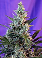 Sweet Skunk F1 Fast Version Feminizada 3+1 – Sweet Seeds - Miniatura 1