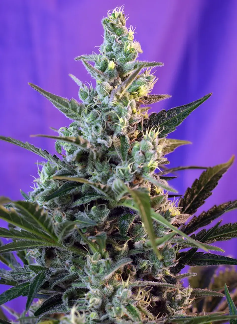 Sweet Skunk F1 Fast Version Feminizada 3+1 – Sweet Seeds 1