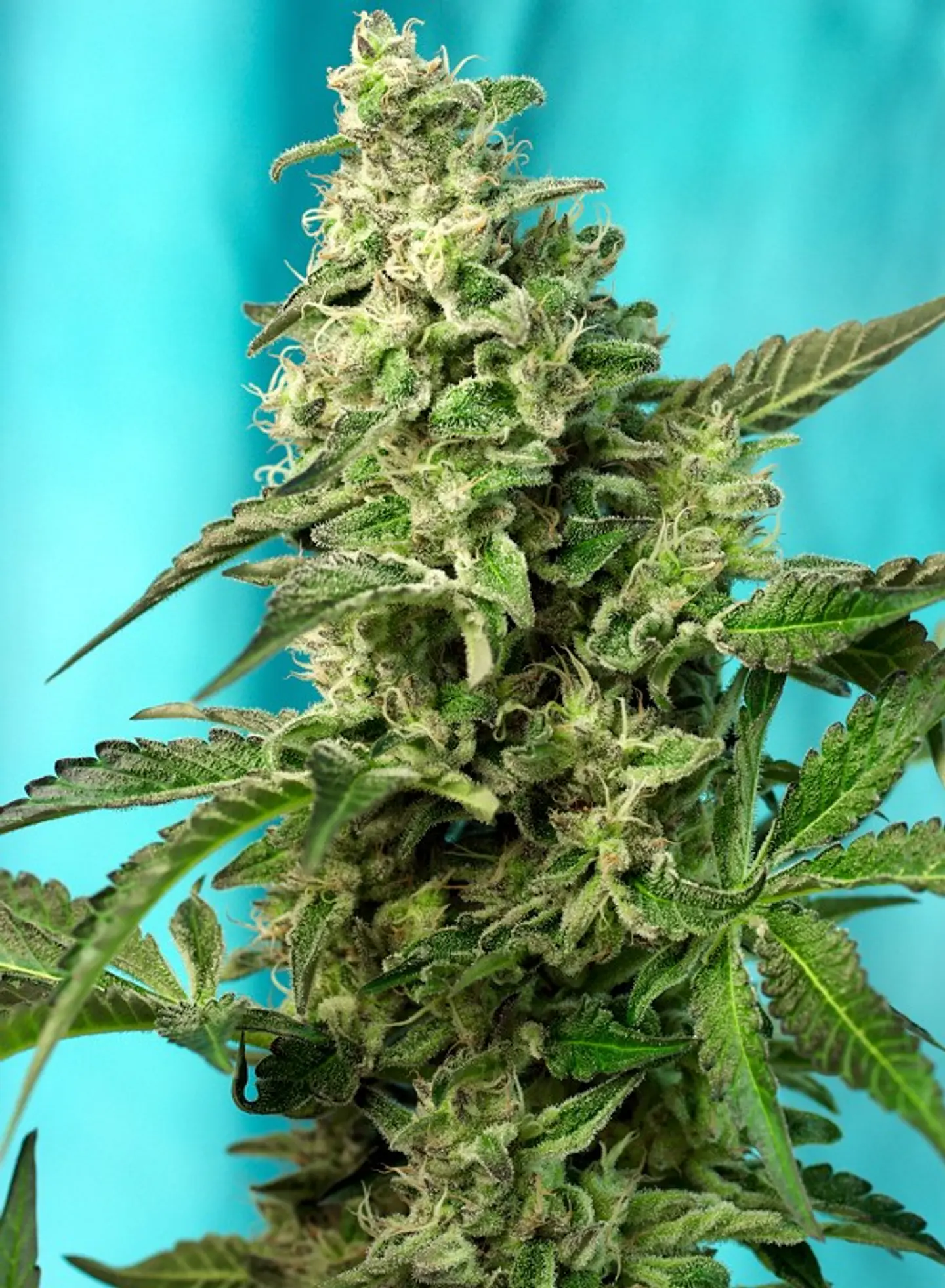 Green Poison F1 Fast Version Feminizada 3+1 – Sweet Seeds 1