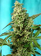 Green Poison F1 Fast Version Feminizada 3+1 – Sweet Seeds - Miniatura 1