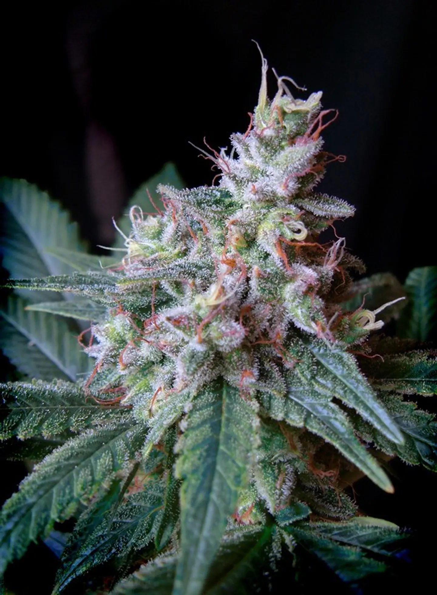Cream Caramel Feminizada 3+1 – Sweet Seeds 1