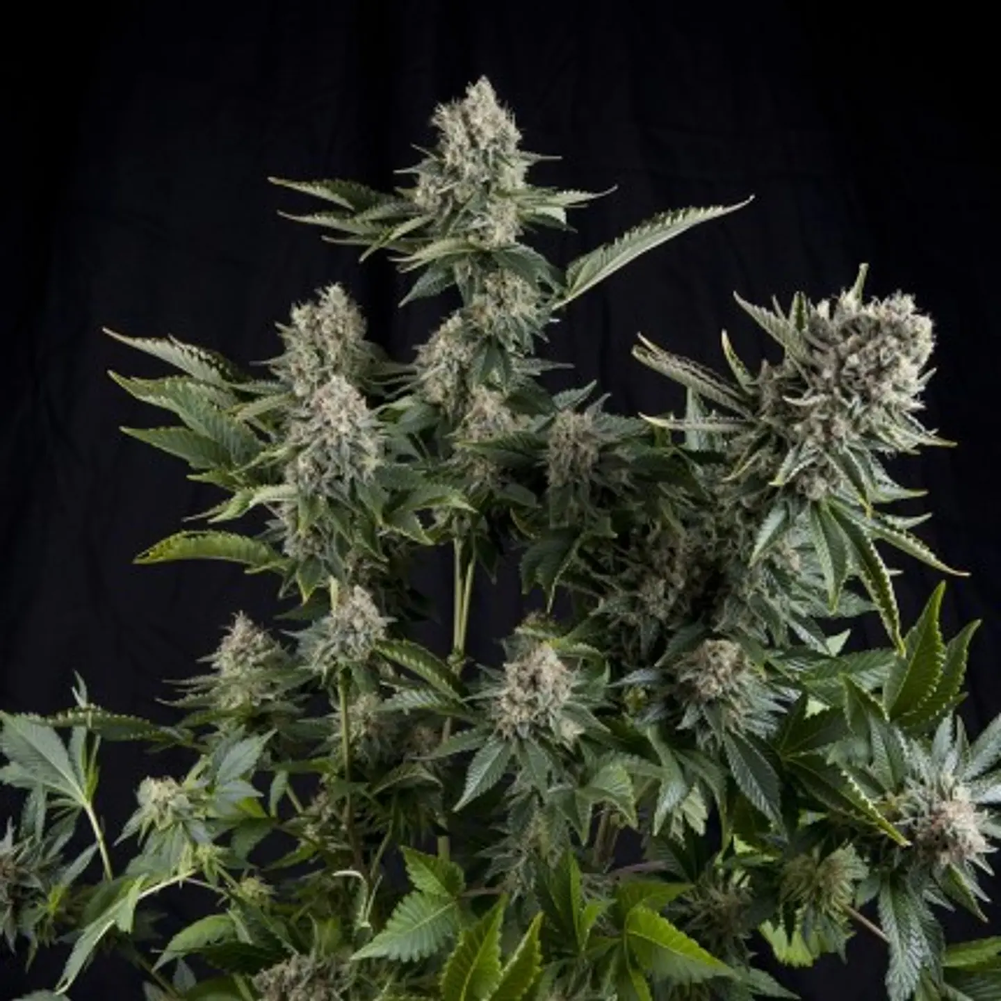 White Widow Feminizada X1 – Pyramid Seeds
