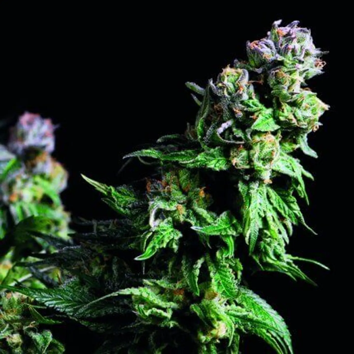 Purple Urkle Feminizada X1 – Pyramid Seeds