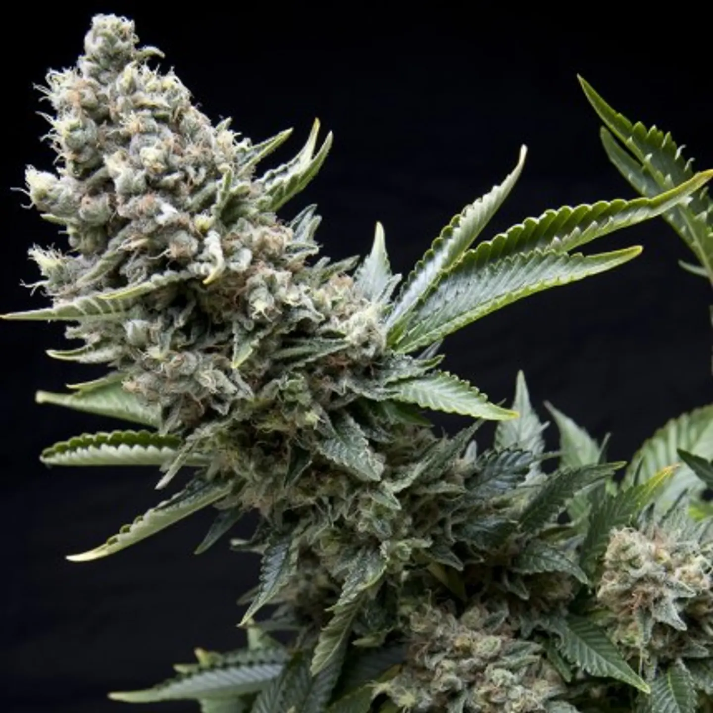 New York City Feminizada X1 – Pyramid Seeds