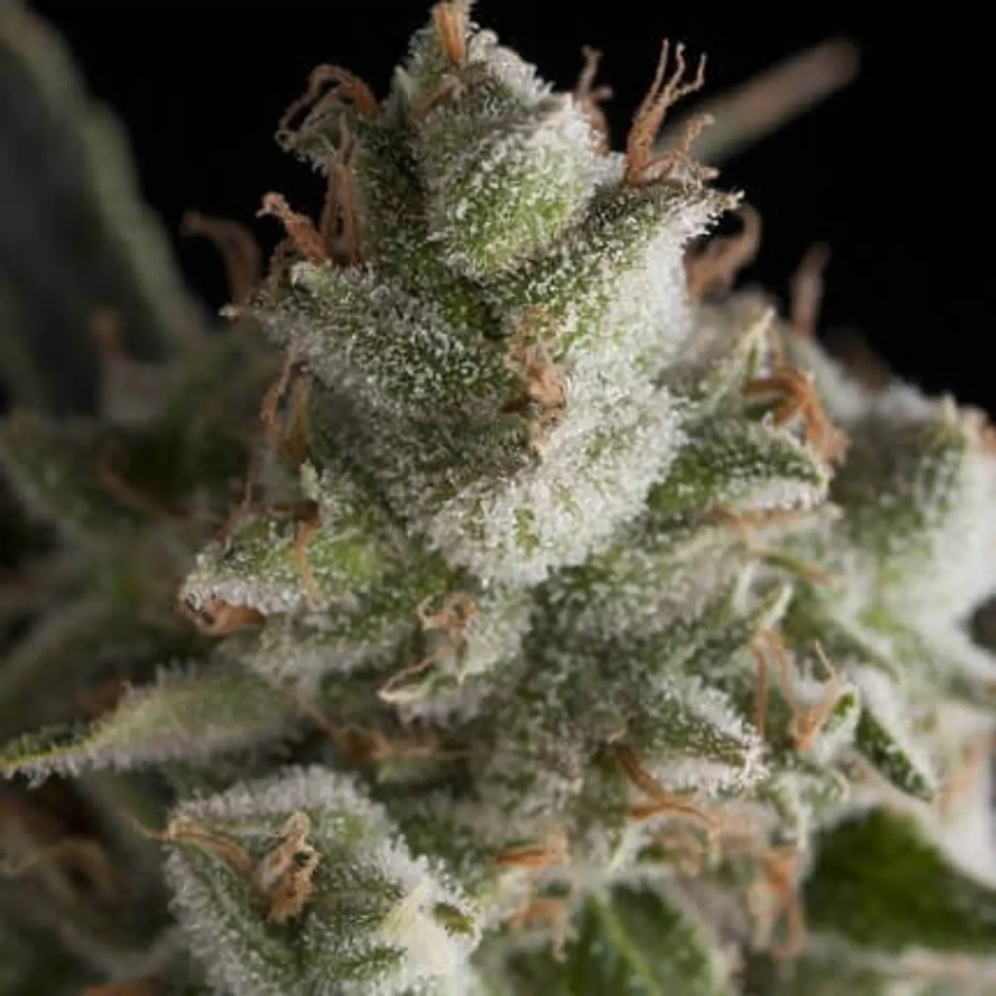 Fresh Candy Feminizada X1 – Pyramid Seeds