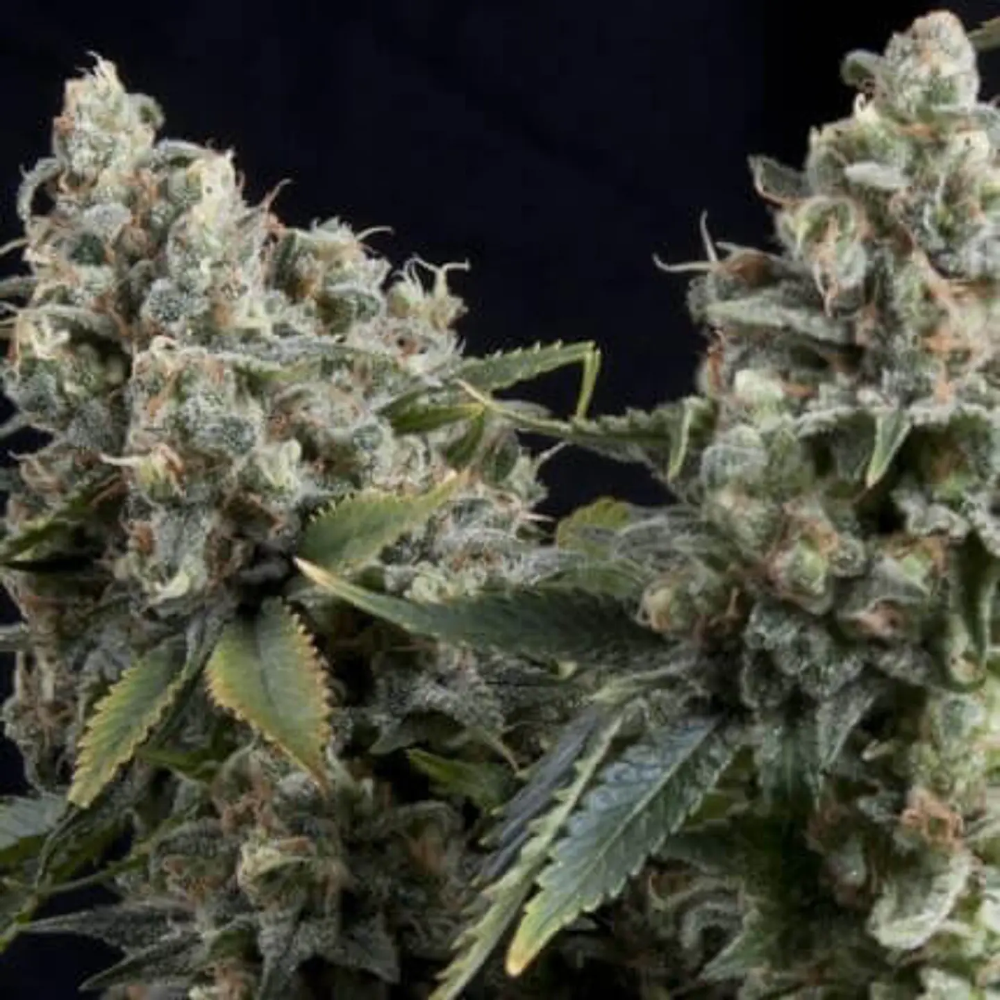Tutankhamon Auto 100+40 – Pyramid Seeds