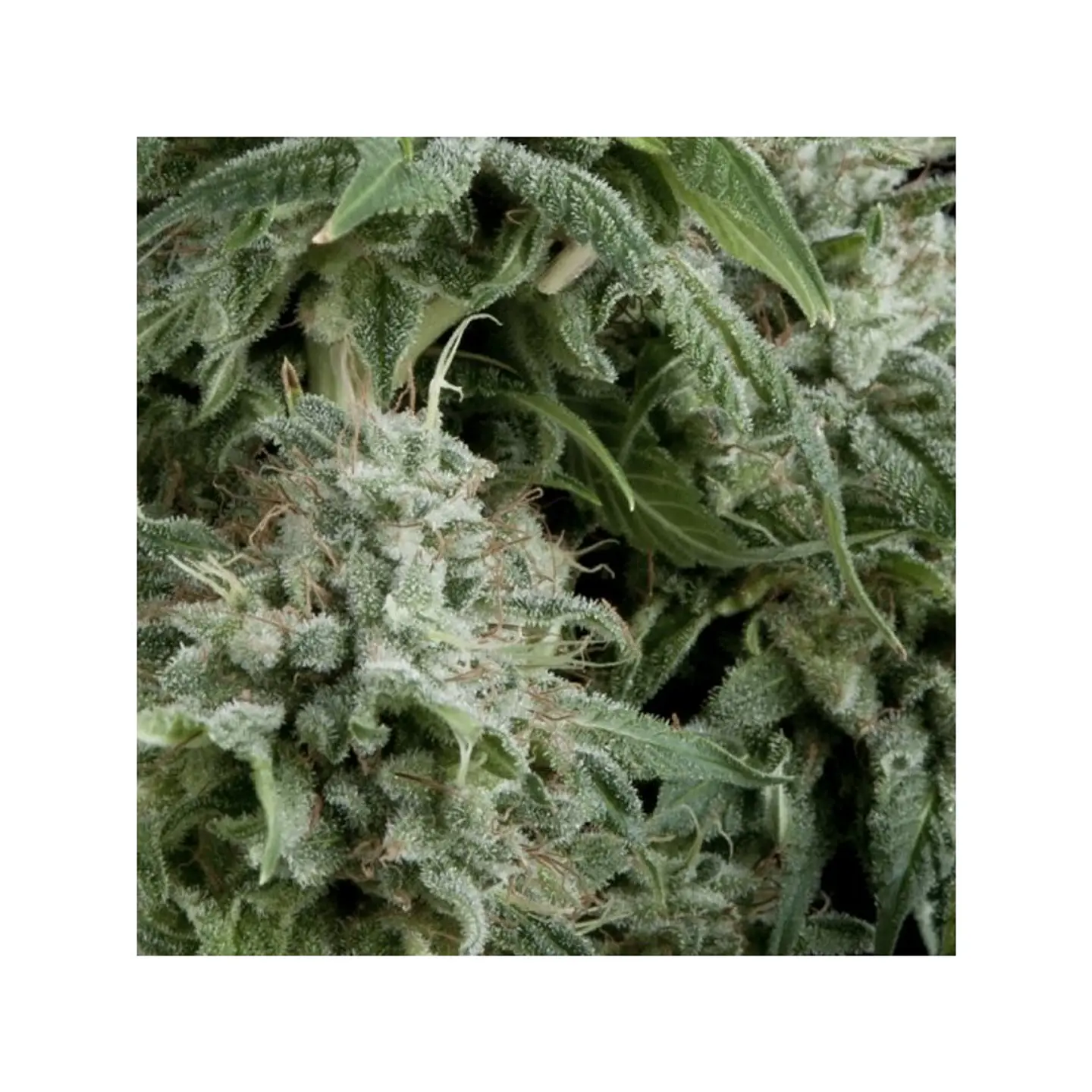 Northern Lights Auto 3+1 – Pyramid Seeds