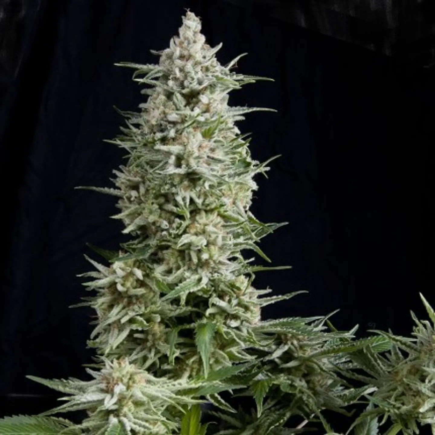 Amnesia Gold Feminizada X1 – Pyramid Seeds