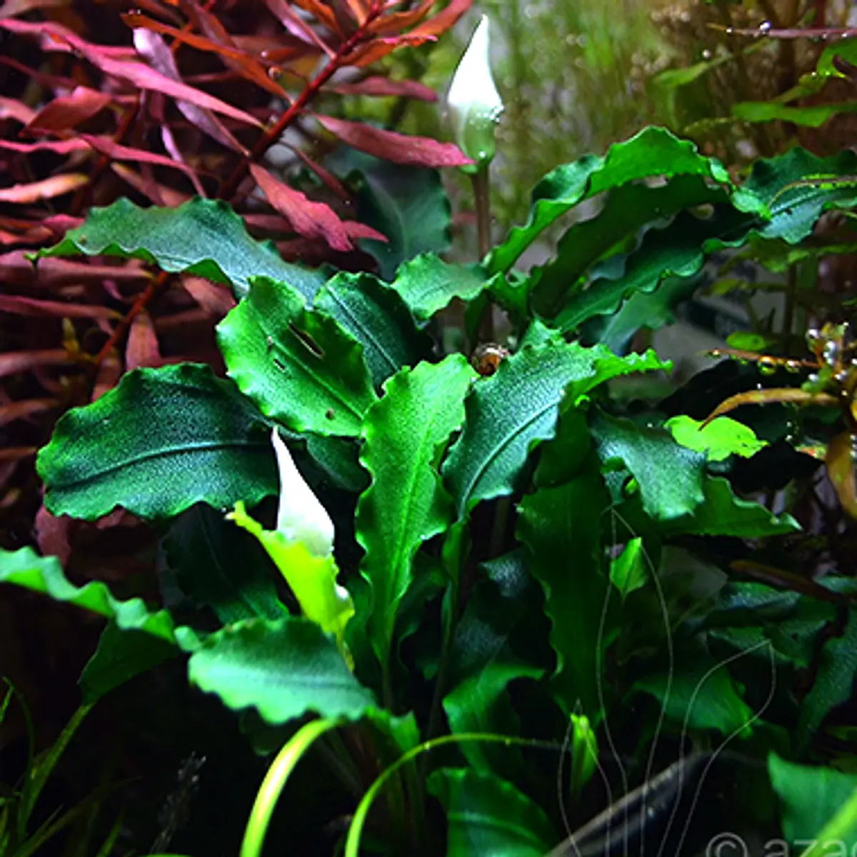 Bucephalandra sp. - vaso