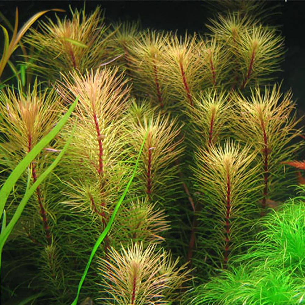 Rotala sp. "Vietnam" - vaso