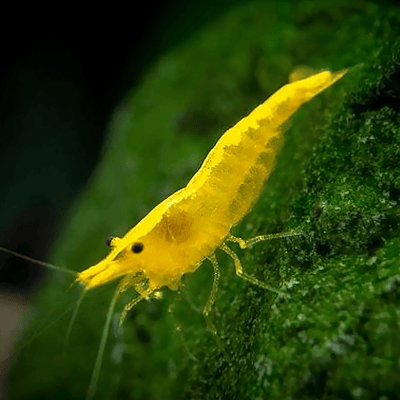 Neocaridina Davidi "Yellow"