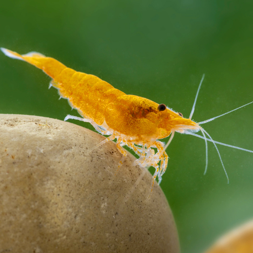 Neocaridina Davidi "Orange"