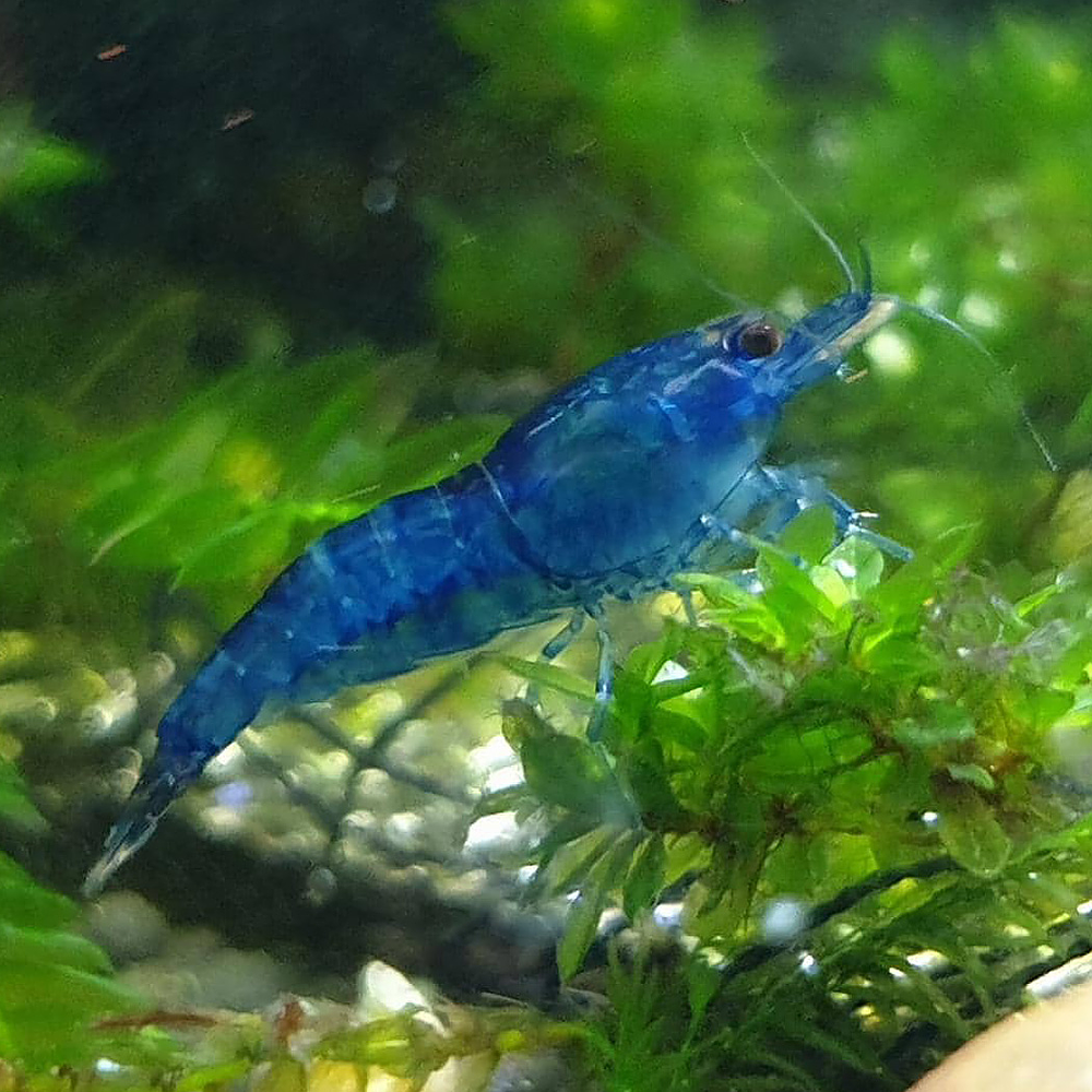 Neocaridina Davidi "Blue Dream"