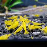 Caridina Longemani "Yellow King Kong"