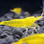 Caridina Longemani "Yellow King Kong"