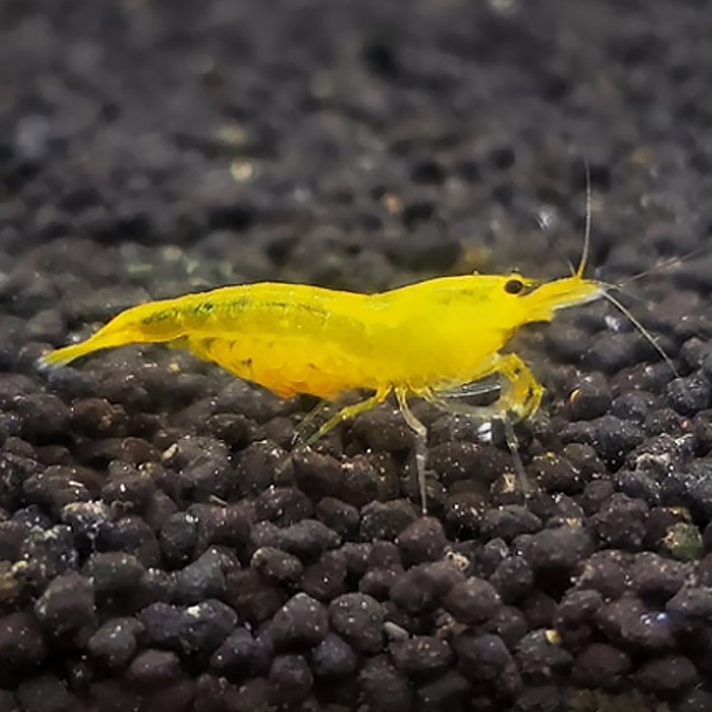 Caridina Longemani "Yellow King Kong"
