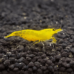 Caridina Longemani "Yellow King Kong"