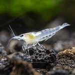 Neocaridina "White Pearl"