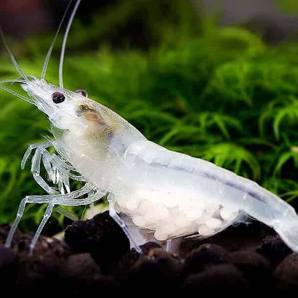 Neocaridina "White Pearl"