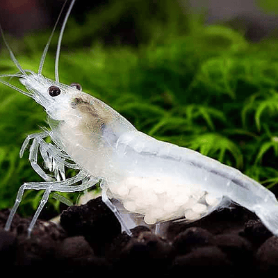 Neocaridina "White Pearl"