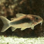 Corydora "Bronze"