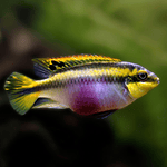 Kribensis (Pelvicachromis pulcher)