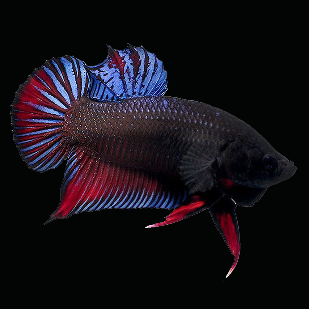 Betta Plakat