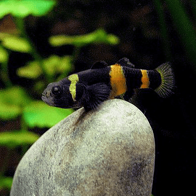 Góbio "Abelhinha" (brachygobius xanthomelas)