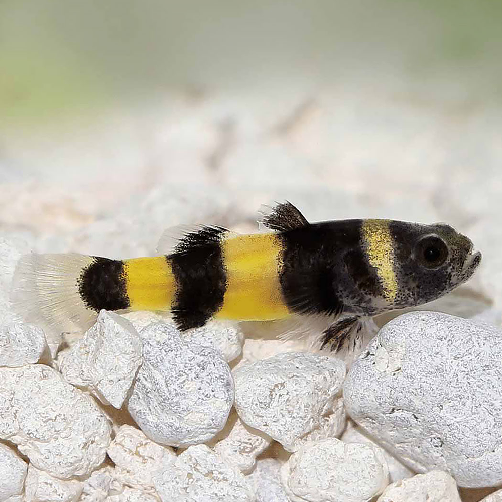 Góbio "Abelhinha" (brachygobius xanthomelas)